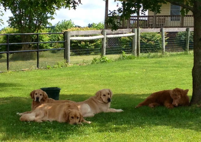 Golden Retriever Breeders Maryland, Golden Retriever Puppies Maryland, Golden Retriever Stud Dogs Maryland, Charms Golden Retrievers, cow with golden retrievers